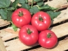 Pomidor malinowy Kwintella F1