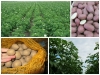 Sadzeniaki ziemniaka odmiana wczesna Firma Nasienna GRANUM Sp. J.
